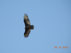Cathartes aura