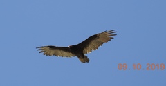 Cathartes aura