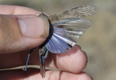 Circotettix undulatus