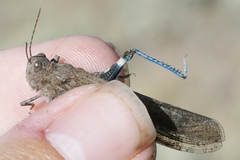 Circotettix undulatus