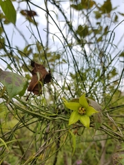 Gonolobus uniflorus