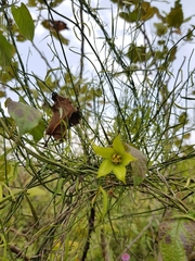 Gonolobus uniflorus