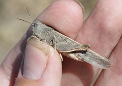 Cratypedes neglectus