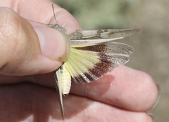 Cratypedes neglectus