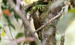 Xiphorhynchus triangularis