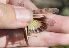 Cratypedes neglectus