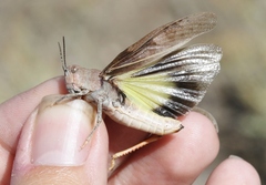 Cratypedes neglectus