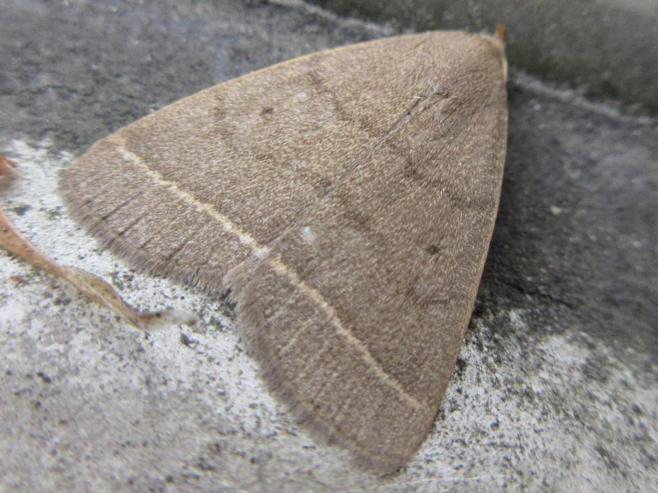 Simplicia rectalis