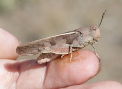 Cratypedes neglectus