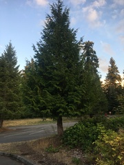 Thuja plicata