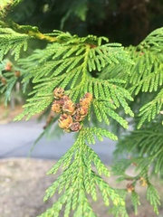 Thuja plicata