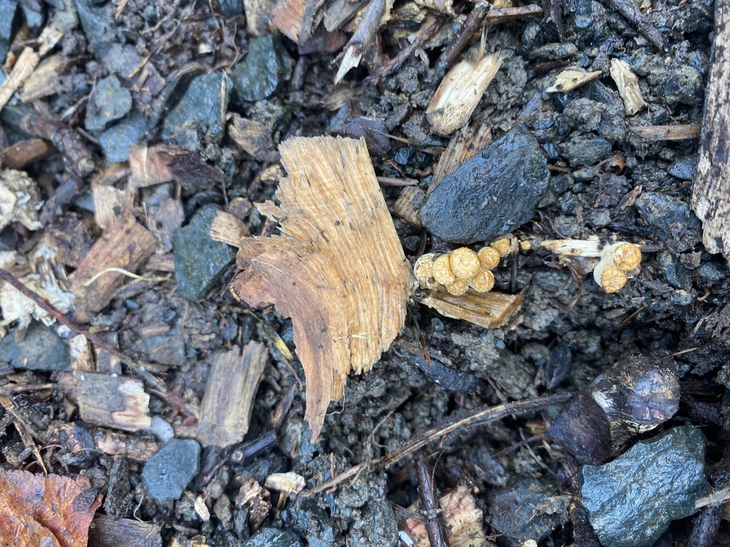 Crucibulum simile · May 2025 · photo: © caitlin_anderson1 (iNaturalist, cc-by)