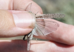 Trimerotropis species-a