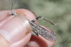 Trimerotropis species-a