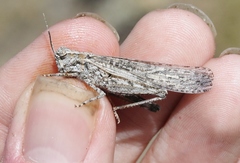 Trimerotropis species-a