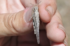 Trimerotropis species-a