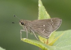 Torbenlarsenia gemella