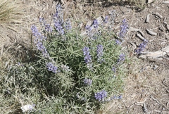 Lupinus meionanthus