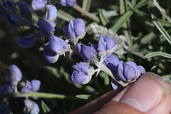 Lupinus meionanthus