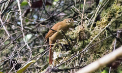 Anabacerthia striaticollis