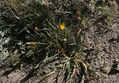 Pyrrocoma apargioides