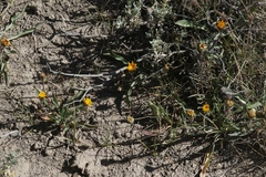 Pyrrocoma apargioides