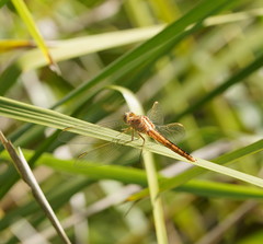 Crocothemis nigrifrons