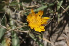 Pyrrocoma apargioides