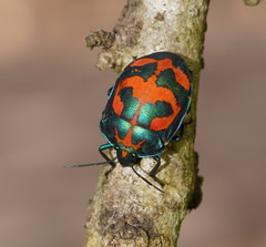 Tectocoris diophthalmus