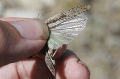 Trimerotropis species-a