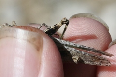 Trimerotropis species-a