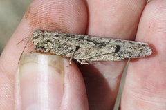 Trimerotropis species-a