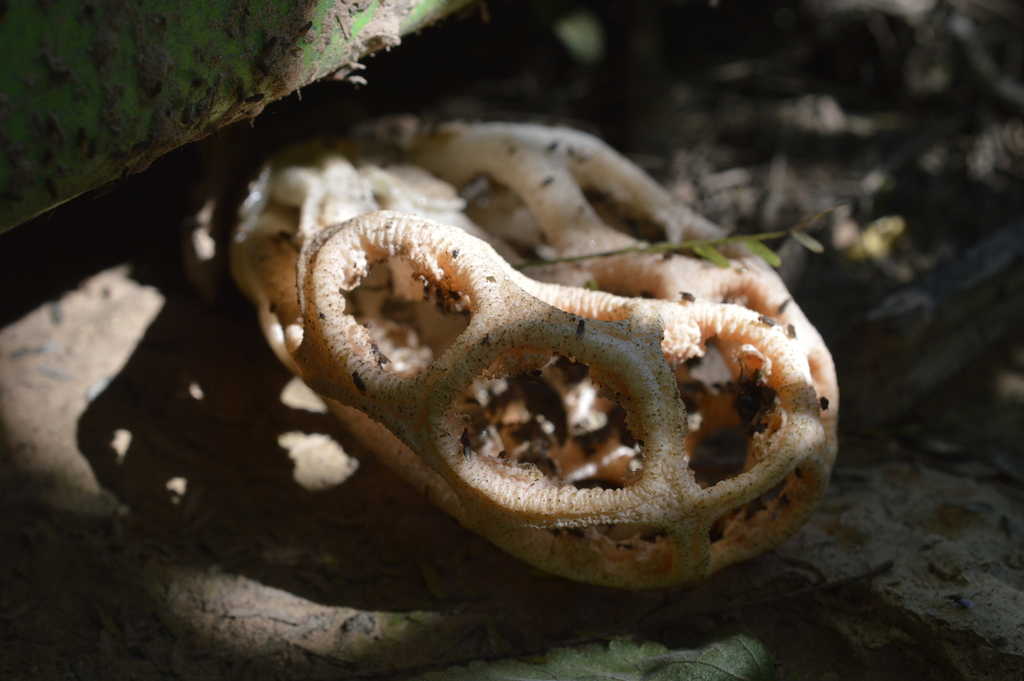 Clathrus argentinus