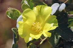 Gossypium tomentosum, photograph author not stated, no rights reserved