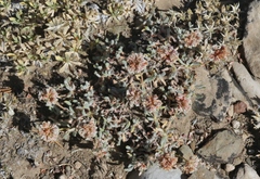 Eriogonum gracilipes