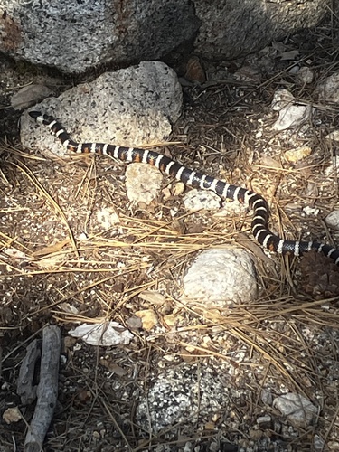 iNaturalist observation photo of California Mountain Kingsnake