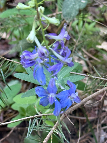 Pine forest larkspur