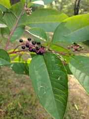 Phytolacca americana