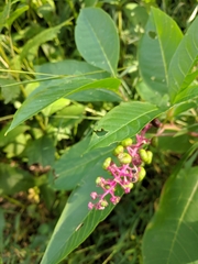 Phytolacca americana