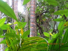 Bactris gasipaes chichagui