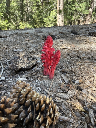 iNaturalist observation photo of Snowplant
