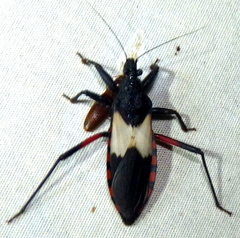 Microtomus purcis