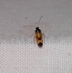 Ceratocapsus apicalis