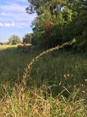 Lythrum alatum alatum