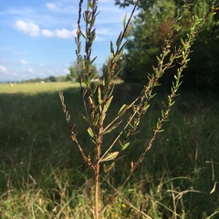 Lythrum alatum alatum