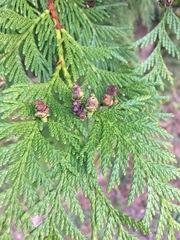 Thuja plicata