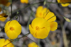 Eschscholzia androuxii