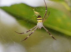 Argiope aetherea