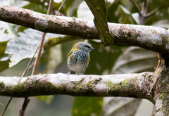 Ixothraupis punctata