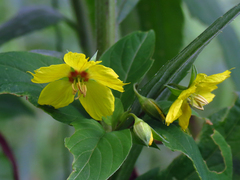 Lysimachia ciliata